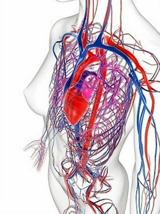 Sistemul circulator uman