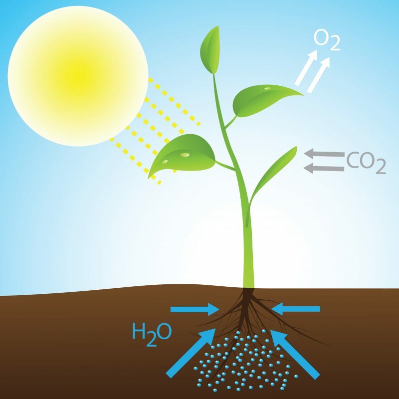 fotosinteza - ilustracija