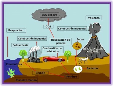 Σημασία του κύκλου του άνθρακα