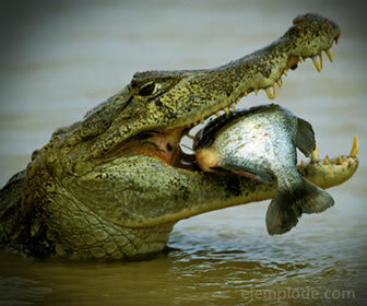 Krokodil aan het eten