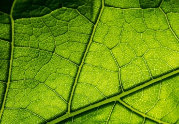 fotosyntéza-listy