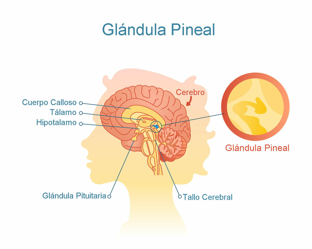 Définition de la glande pinéale