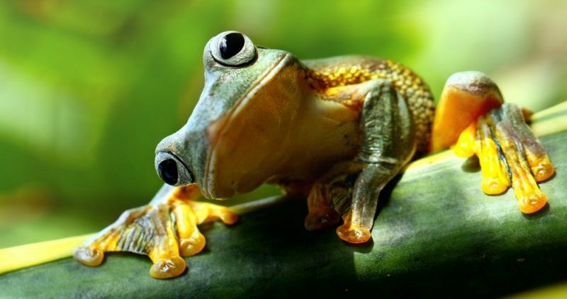 15 Examples of Amphibians