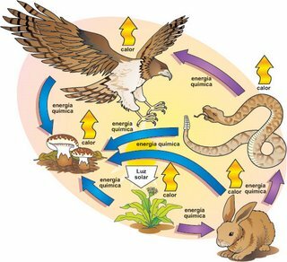 Importance of the Food Web