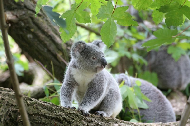 coala - marsupiais