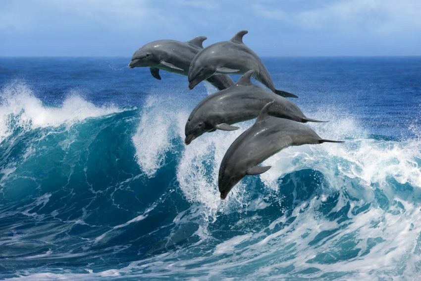 Delphin, lebendgebärende Tiere