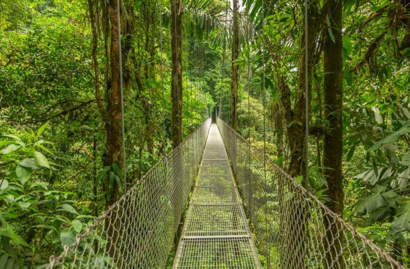 monteverde - dzsungel