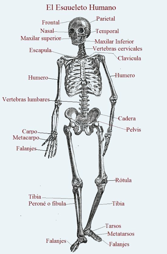 Voorbeeld van botten van het menselijk lichaam