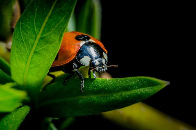 Ladybugs ან Ladybugs განმარტება