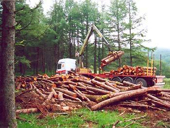 Ορισμός της εκμετάλλευσης των δασών