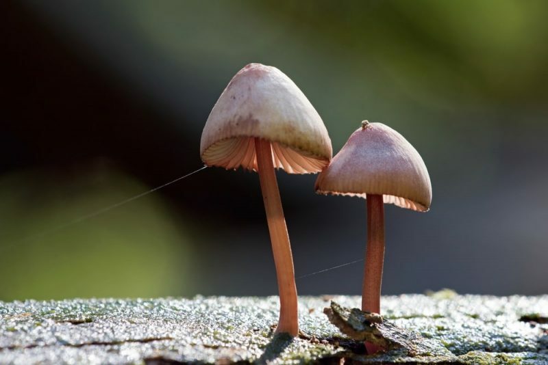 Cogumelos - Reino Fungi
