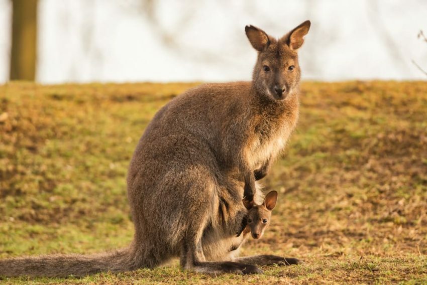 Känguru und ihr Baby. Lebendgebärend.