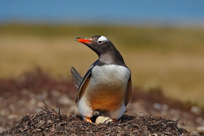 pingvinæg