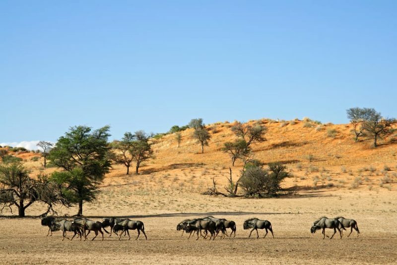 puščava kalahari - Afrika