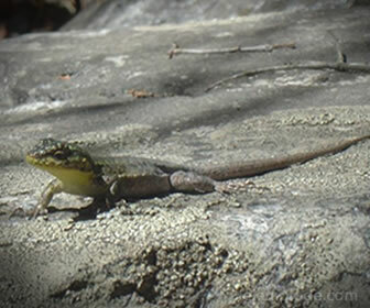 Lizards hunt insects and spiders among other animals.