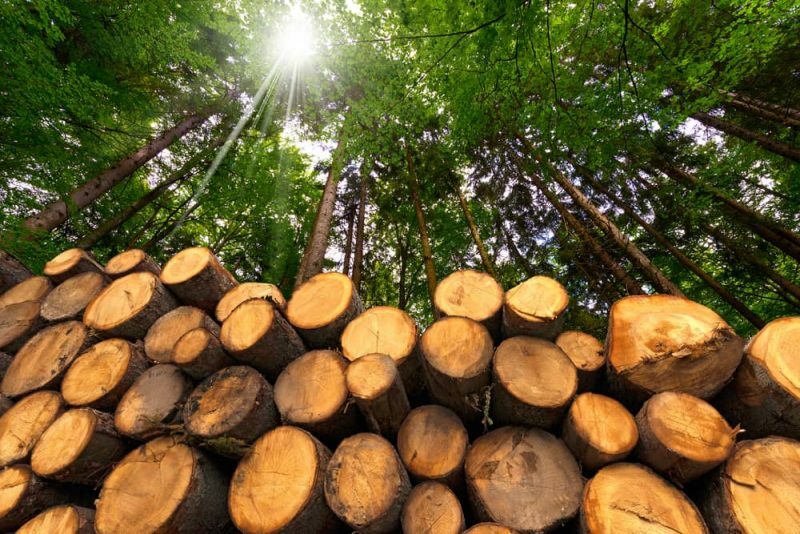 koksne - biomasas enerģija