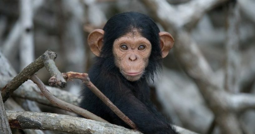 lebendgebärender Schimpanse