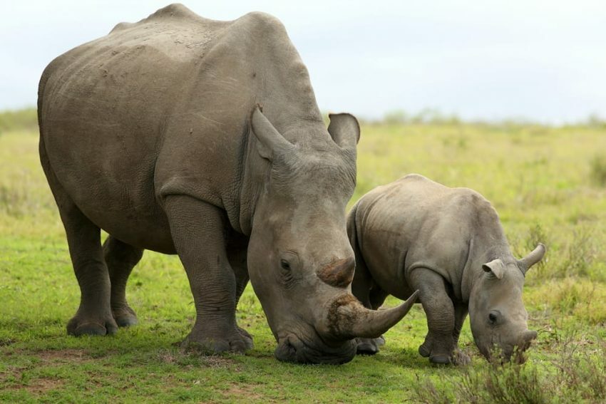rinoceronti erbivori