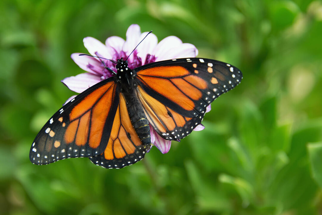 Definição de borboleta monarca