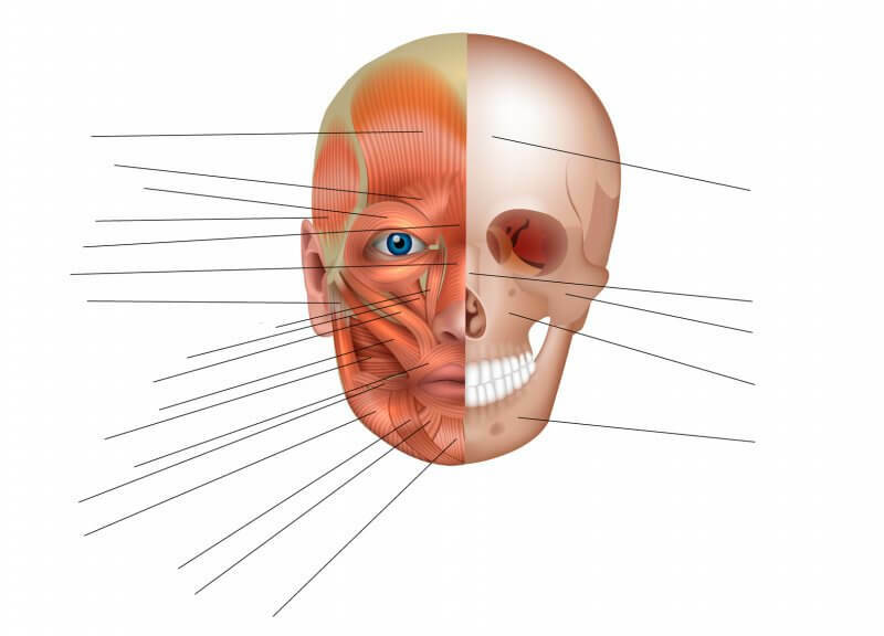 Bones of the face