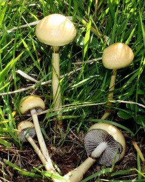 Importance of Decomposers