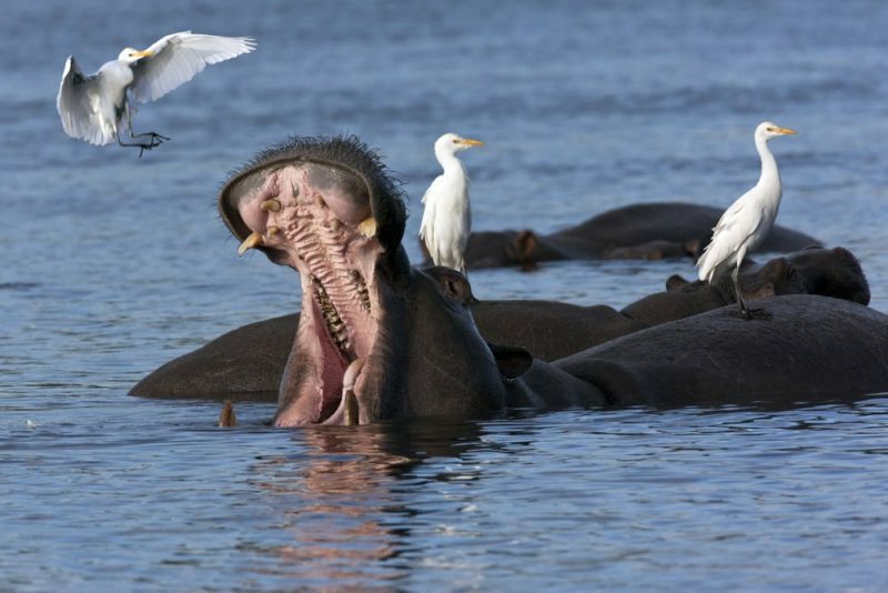 hippopotame - mammifère aquatique