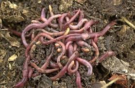 Definition of Earthworms