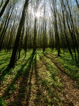 φωτοσύνθεση-δάσος