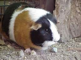 Definition of guinea pig