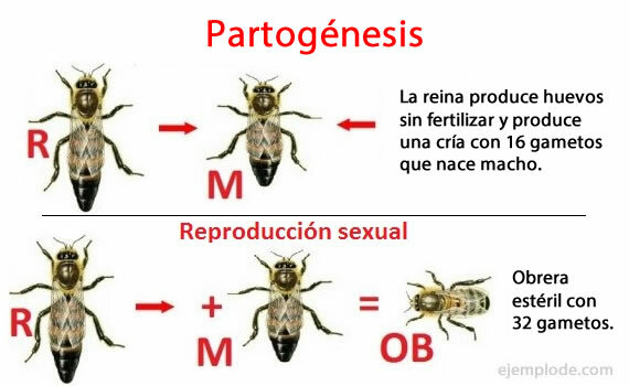 Asexual reproduction of bees, partogenesis.