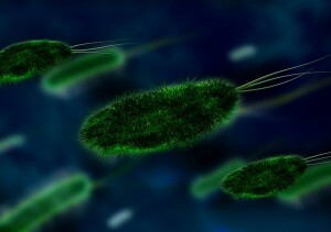Význam bakterií v ekologii