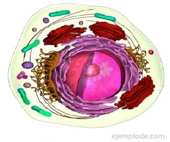 Caracteristicile celulei eucariote