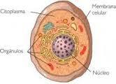 Cytoplasme