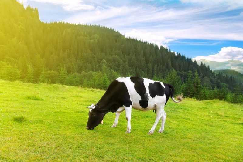 cow - livestock