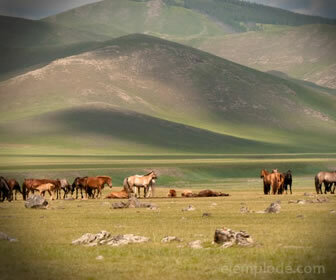 Characteristics Of The Steppe