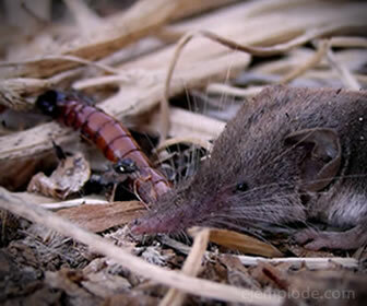 Shrews consume insects for food.