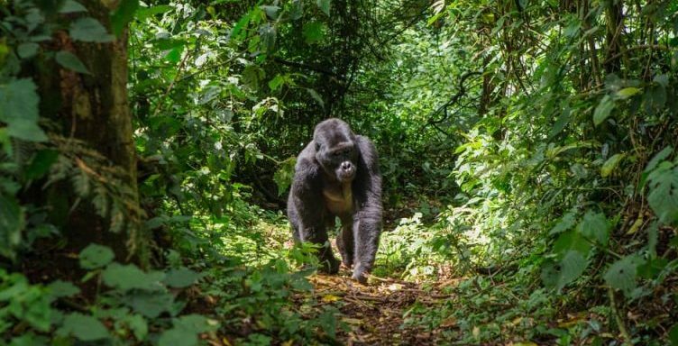 gorilla - animali frugivori