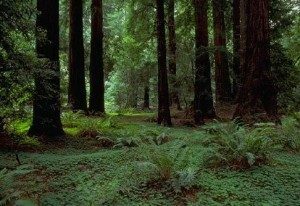חשיבות היערות