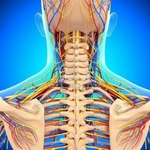 Importance of the Nervous System