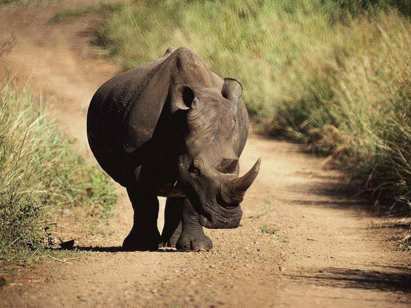 rinoceronte java extinto