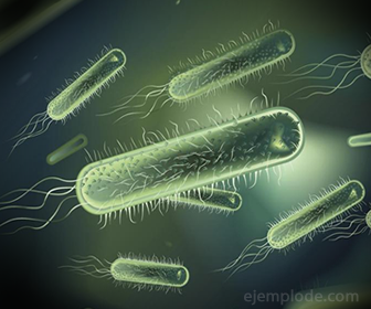 Spirilli bakterie