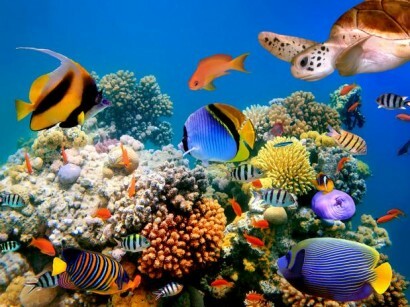 Определение морской биологии