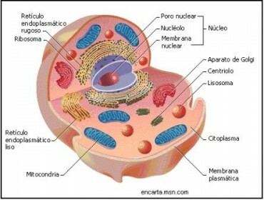 eukaryot celle