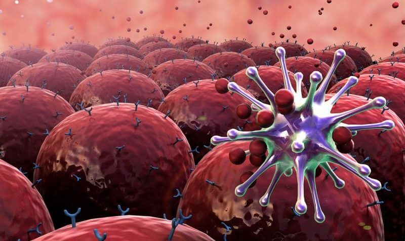lidský imunitní systém - útočící na viry
