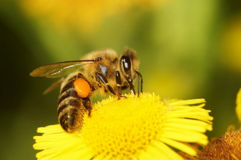 मधुमक्खियां परागण