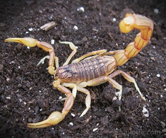 Skorpiony są pajęczakami i polują na owady na pożywienie.