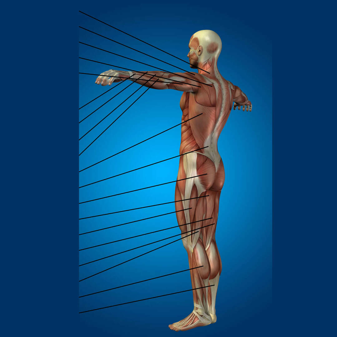 Importance des muscles et de la masse musculaire