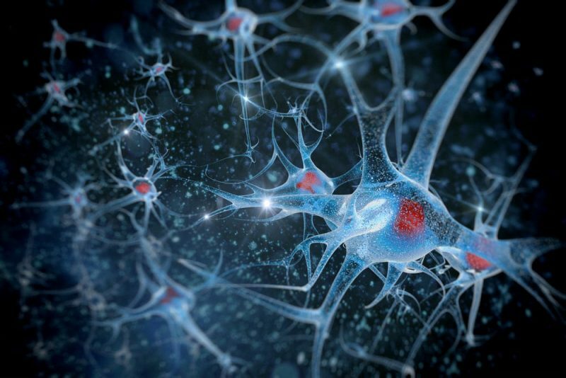 aktív neurotranszmitterek az agyban