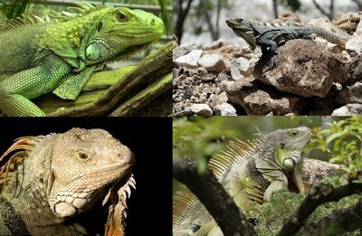 Characteristics Of Iguanas