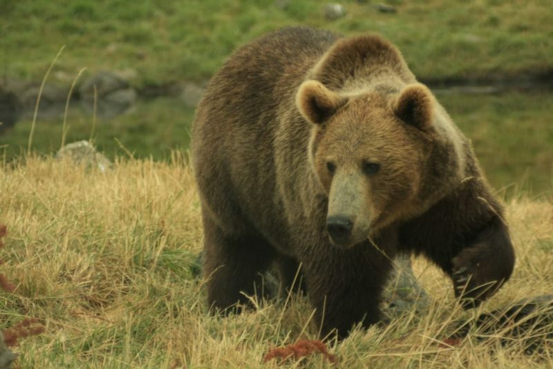 beruang - omnivora